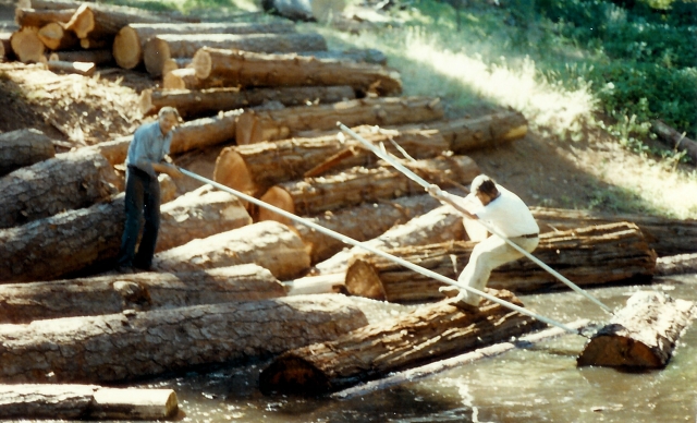 Logs in Pond