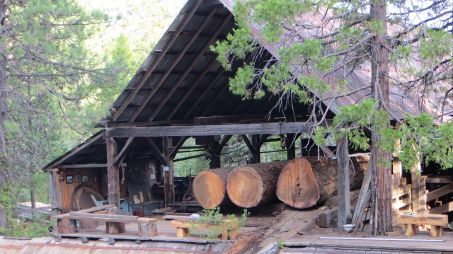 Large Ponderosa Pine Logs staged for sawing at the Phillips Brothers Mill. 8/8/2013