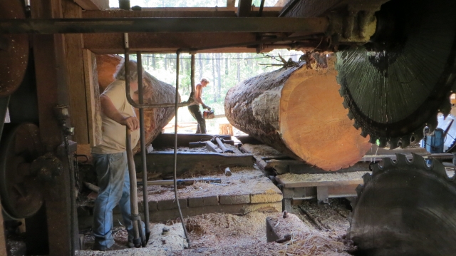 Gregg Hendrix uses a chain saw to cut a path in the log for the upper saw hub to pass.  8/8/2013