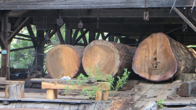 Large Ponderosa Pine logs staged for sawing 8/8/2013